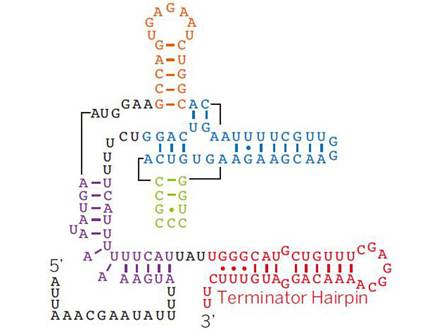 核糖开关对RNA的调控