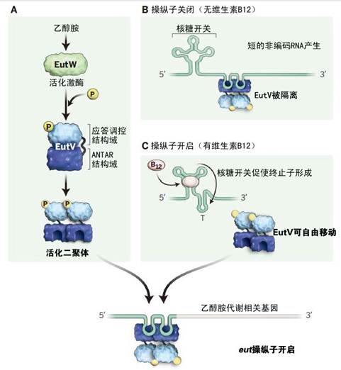 核糖开关为基础的调控