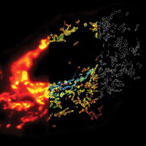 通过3D STORM观察到的一个哺 乳动物细胞内线粒体网状系统。传统荧光成 像（左图）；3D STORM成像（中图）， 其中，采用不同颜色标记出z的位置；3D STORM成像中xy维图像（右图）。