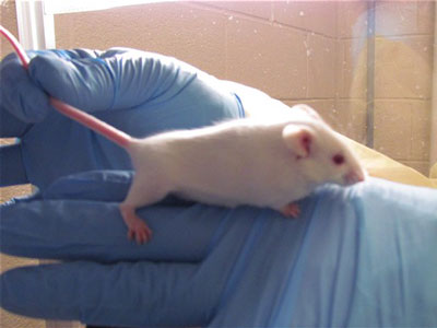 Nature：DNA复制有怎样的界线？