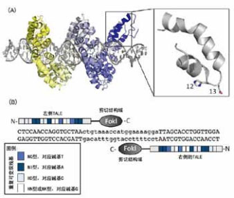 新一代位点特异性基因组工程学利器——TALEN、ZFN以及CRISPR/Cas