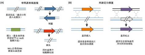 新一代位点特异性基因组工程学利器——TALEN、ZFN以及CRISPR/Cas