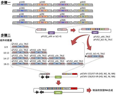 新一代位点特异性基因组工程学利器——TALEN、ZFN以及CRISPR/Cas