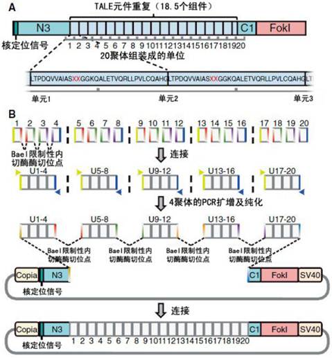 新一代位点特异性基因组工程学利器——TALEN、ZFN以及CRISPR/Cas