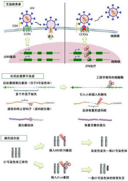 新一代位点特异性基因组工程学利器——TALEN、ZFN以及CRISPR/Cas