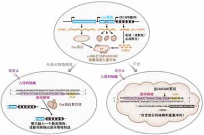 新一代位点特异性基因组工程学利器——TALEN、ZFN以及CRISPR/Cas
