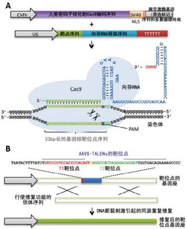 新一代位点特异性基因组工程学利器——TALEN、ZFN以及CRISPR/Cas