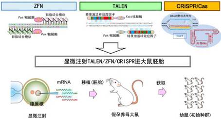 新一代位点特异性基因组工程学利器——TALEN、ZFN以及CRISPR/Cas