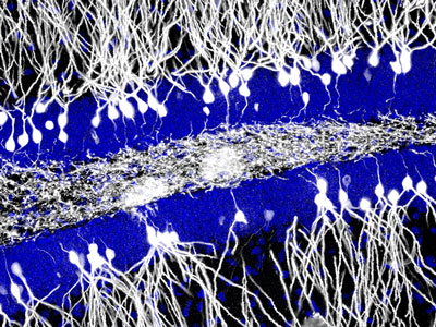 Science：记忆的形成与忘却