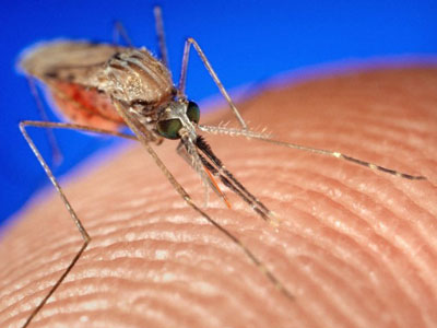 抗疟“新武器”:基因技术改变蚊子性别构成
