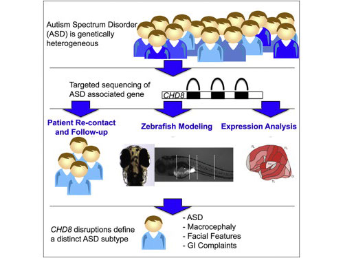 Cell:自闭症的特异性基因突变