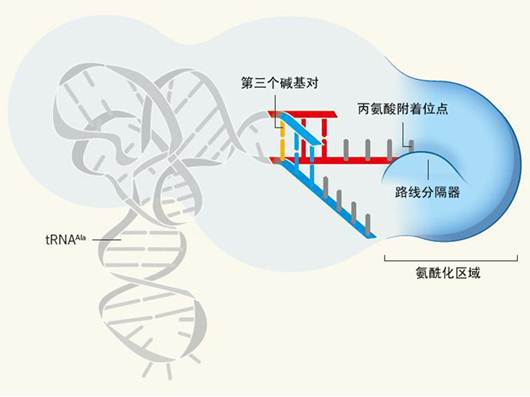 Nature：摆动碱基对使RNA成为氨酰化反应的靶标