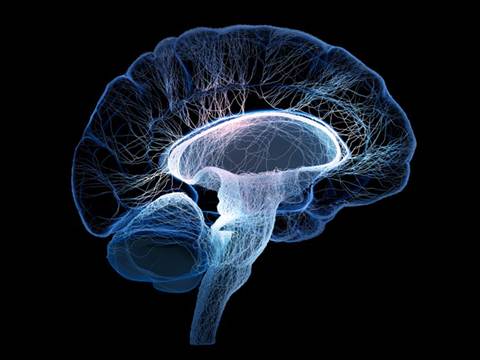 Nature:解答神经学重要谜题,先有鸡还是先有蛋?