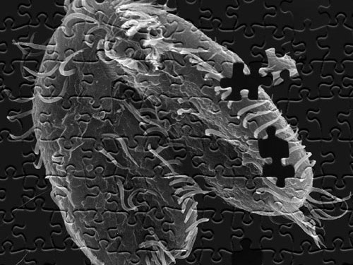 Cell：单分子测序揭示惊人的基因组重排