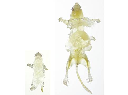 Cell:日本学者让老鼠变“透明” 有助理解器官3D结构