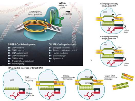 Science:CRISPR-Cas9系统的历史和未来