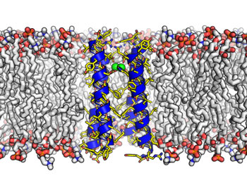 Science：科学家成功构建首个人造转运蛋白