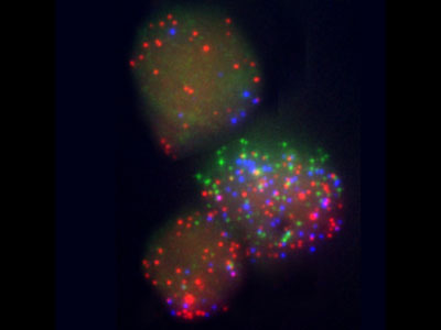 Nature：细胞重编程技术的“黑匣子”之谜
