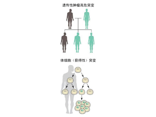 Science：超级增强子肿瘤