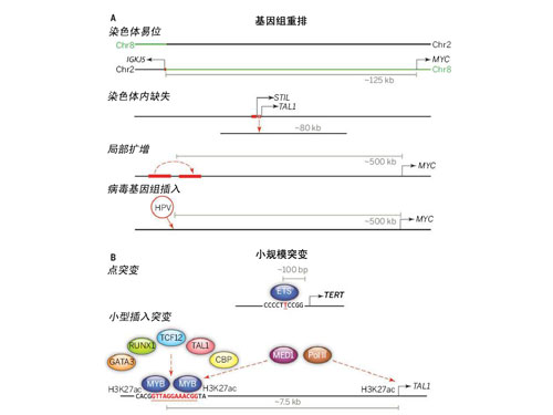 Science：超级增强子肿瘤